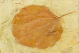 Fossil Leaf (Zizyphoides) - Montana #143768-1